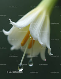 Close-up of White Lily with Water Droplets in Natural Garden Setting