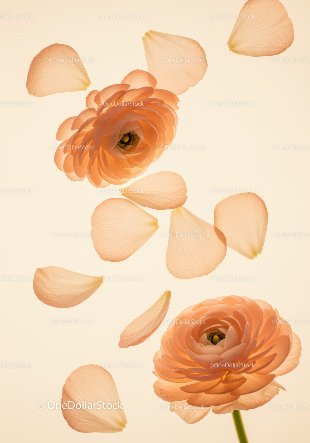 Delicate Peach Ranunculus Flowers with Floating Petals