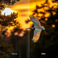 Before and after Wildlife Lightroom preset edit