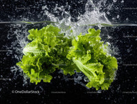 Fresh Green Lettuce Under Water Splash with Vibrant Colors