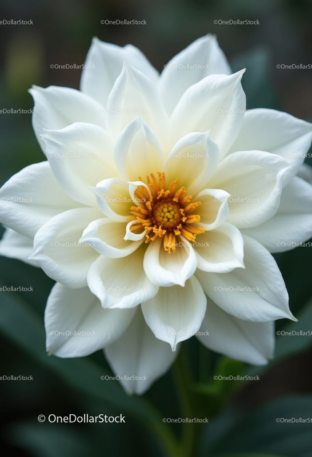 Elegant White Peony Bloom with Vibrant Orange Stamens