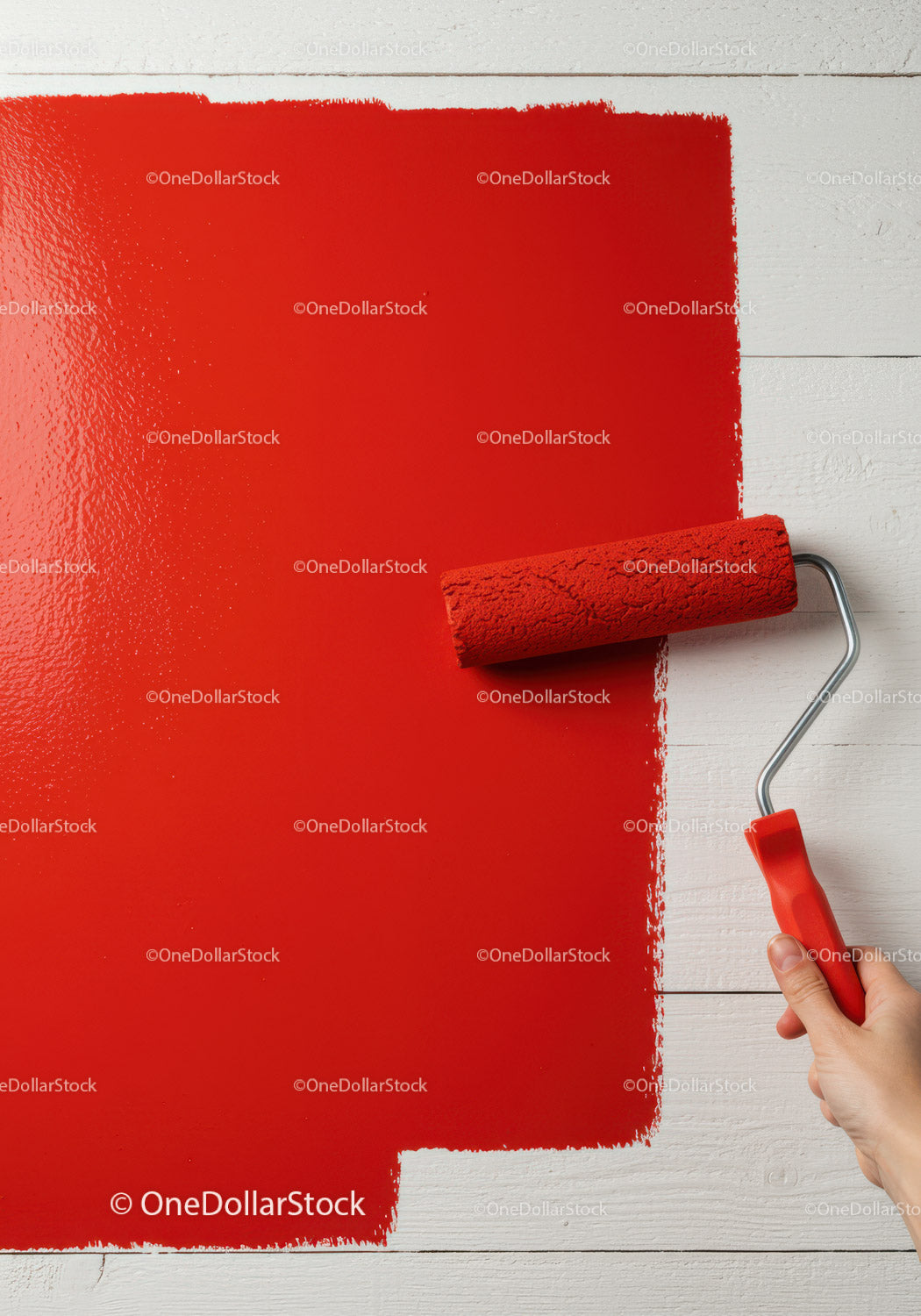 Red Paint Being Applied with Roller on White Wall for Home Renovation