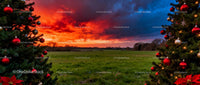 Festively Decorated Christmas Trees Amid Vibrant Sunset