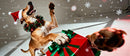 Playful dog in Santa hat with Christmas gift