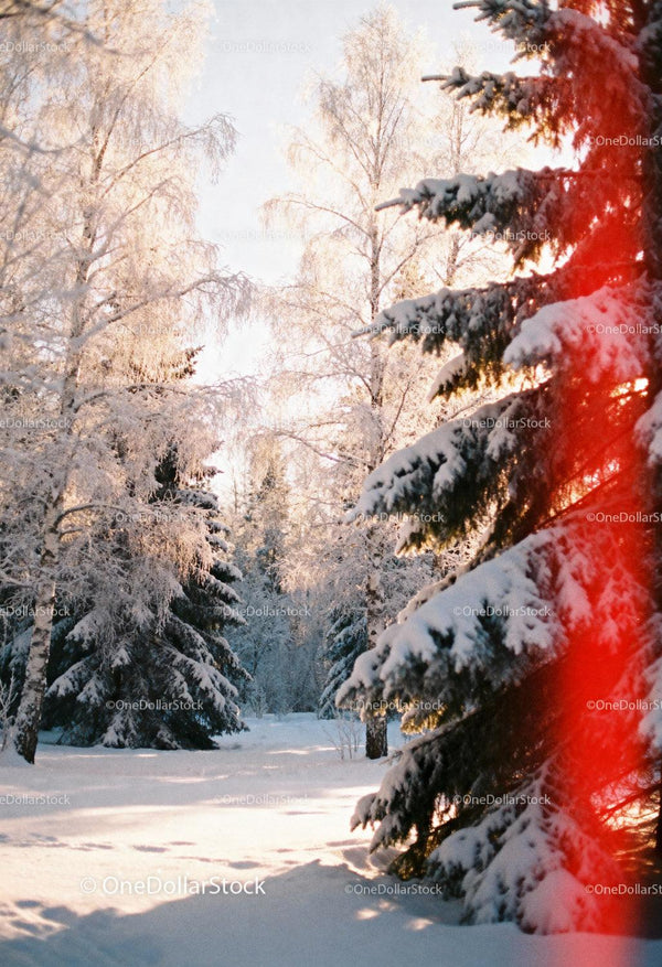Snow-covered trees glowing in soft winter sunlight