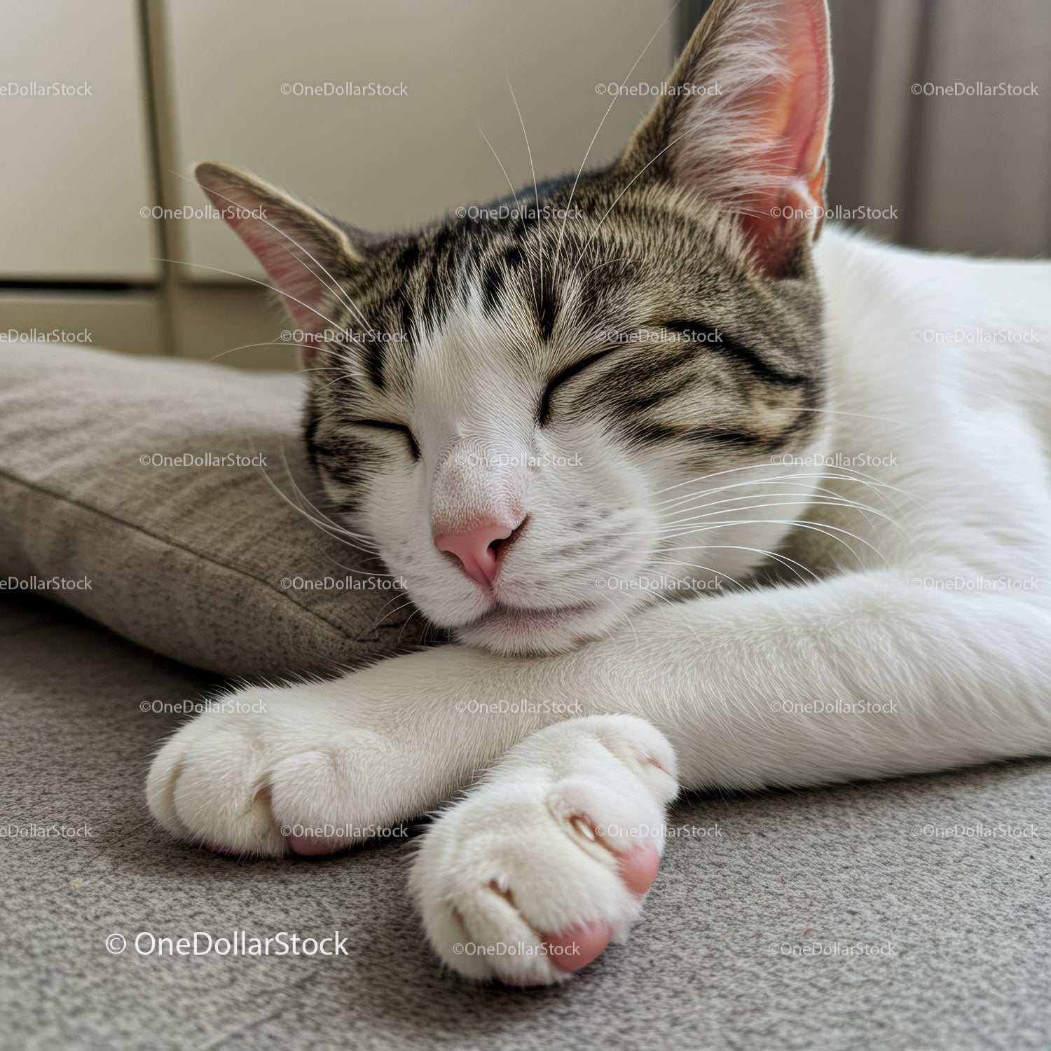 Sleeping tabby cat resting with paws crossed