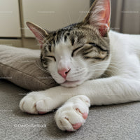 Sleeping tabby cat resting with paws crossed
