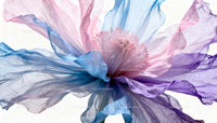 Delicate pastel hibiscus flower close-up with translucent petals