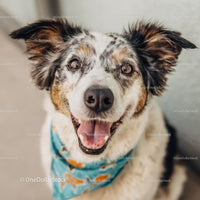 Australian Shepherd Puppy with joyful expression in outdoor setting