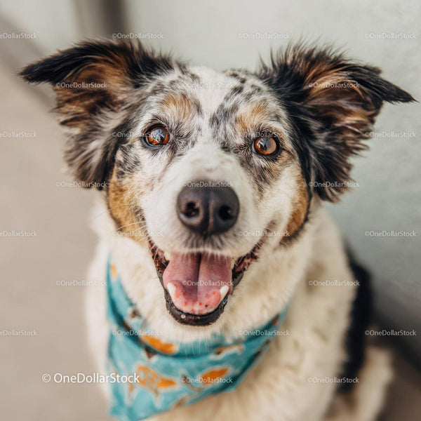 Szczeniak Australian Shepherd z radosnym wyrazem w plenerze