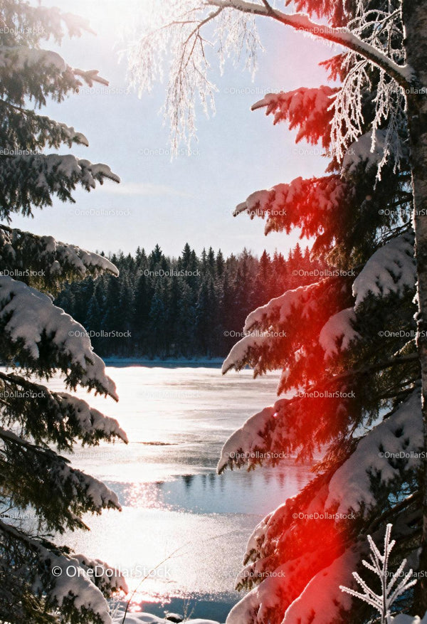 Snow-covered pines framing a frozen winter lake