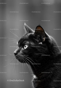 Profile of a focused black cat with bright eyes