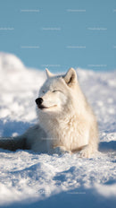 Charming Arctic Fox Relaxing in a Snowy Landscape