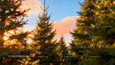 Sunset Light Filtering Through Evergreen Trees
