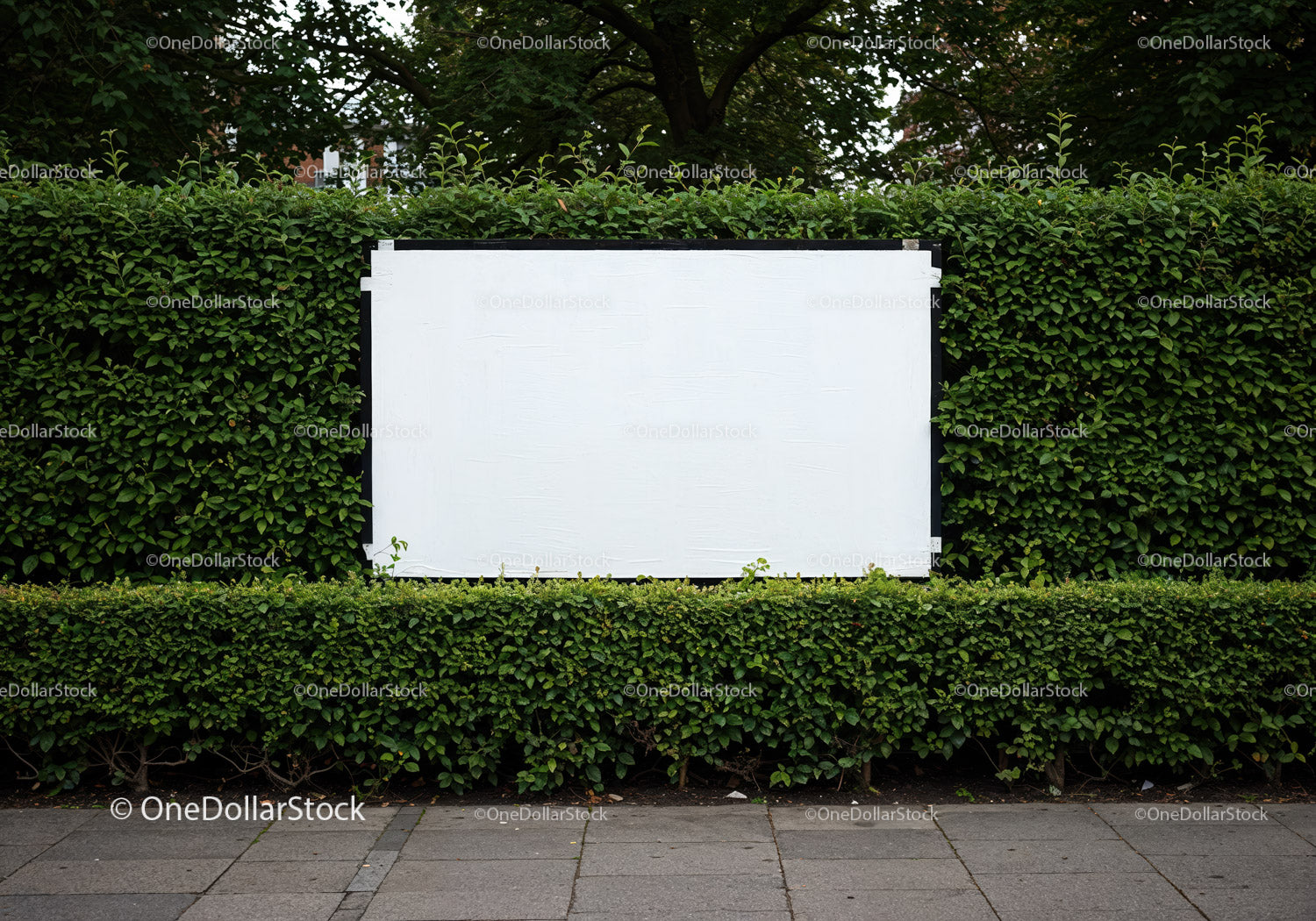 Pusty, biały billboard otoczony zielonym żywopłotem na zewnątrz