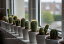 Line of Green Cactus Succulents in White Pots by Window