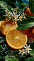 Vibrant Orange Slices and White Flower Bloom in Fresh Citrus Scene