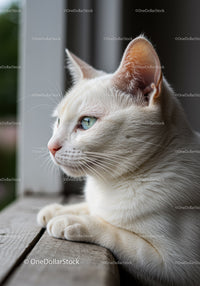 White cat with blue eyes resting on wooden windowsill