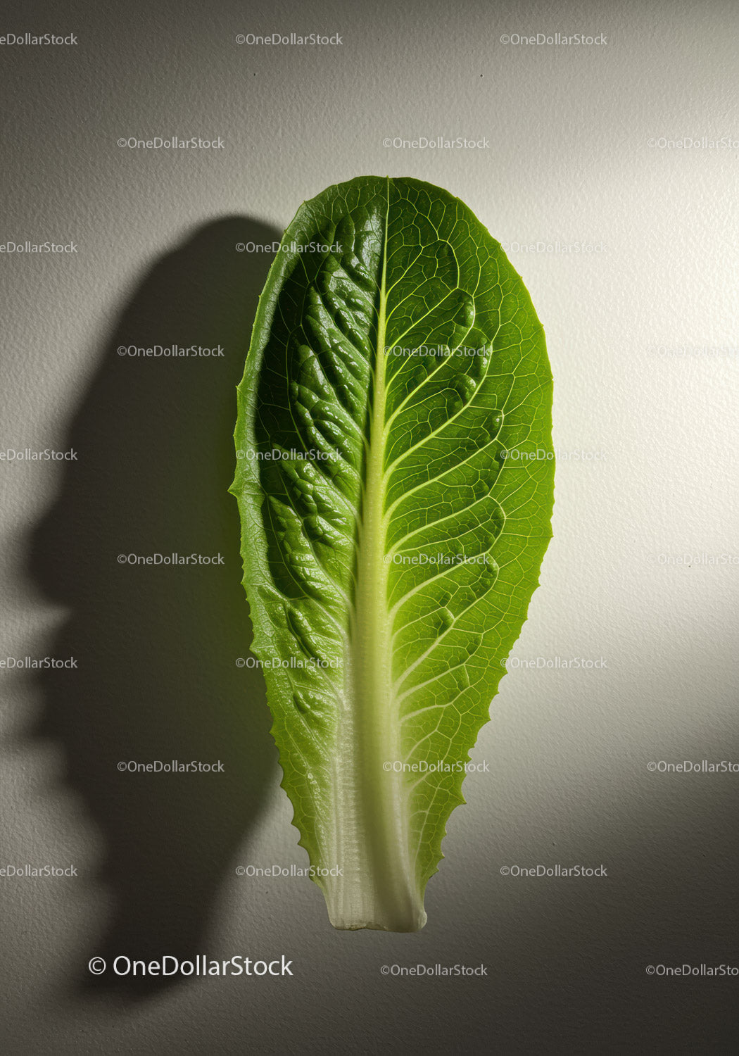 Fresh green lettuce leaf casting human silhouette shadow