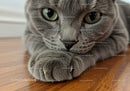 Close up of curious gray cat resting on wooden floor