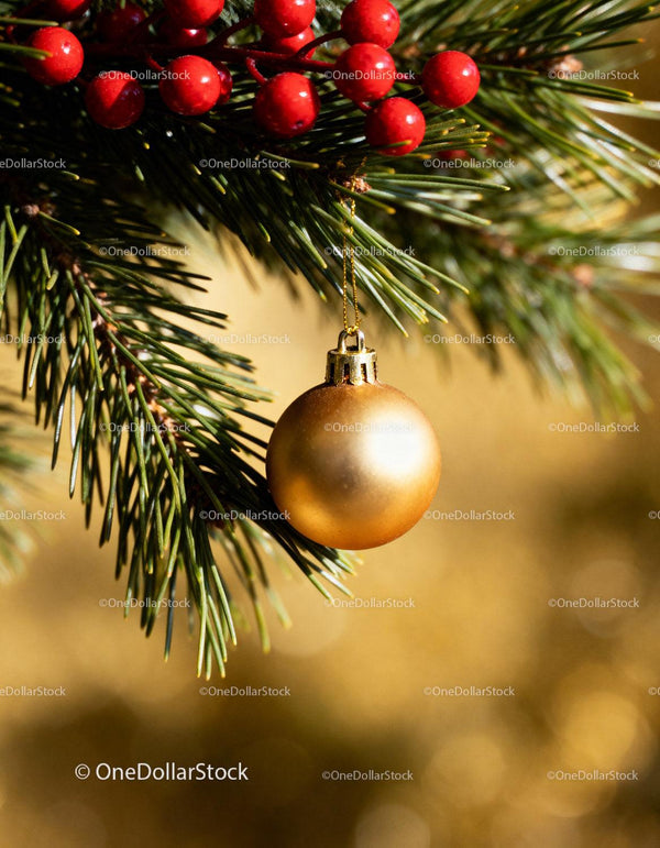 Gold Christmas bauble hanging on green pine branch