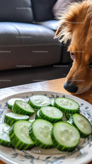 Dog Curiously Watching Fresh Cucumber Slices in a Cozy Home