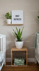 Stylish Indoor Snake Plant in Minimalist Nursery Decor for Home