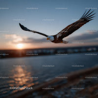 Majestic Bald Eagle in Flight Over Water at Sunset