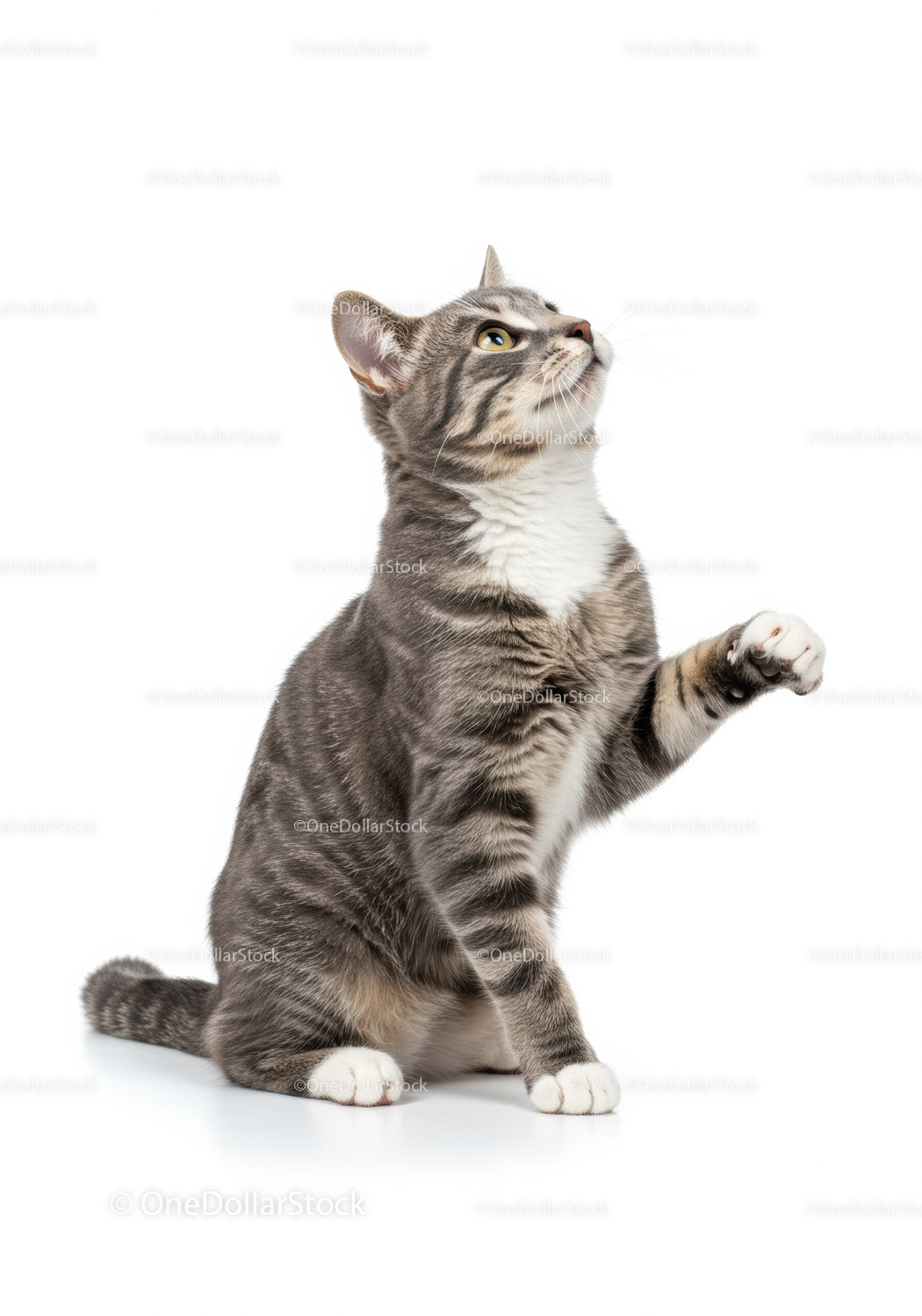 Curious tabby cat raising paw on white background