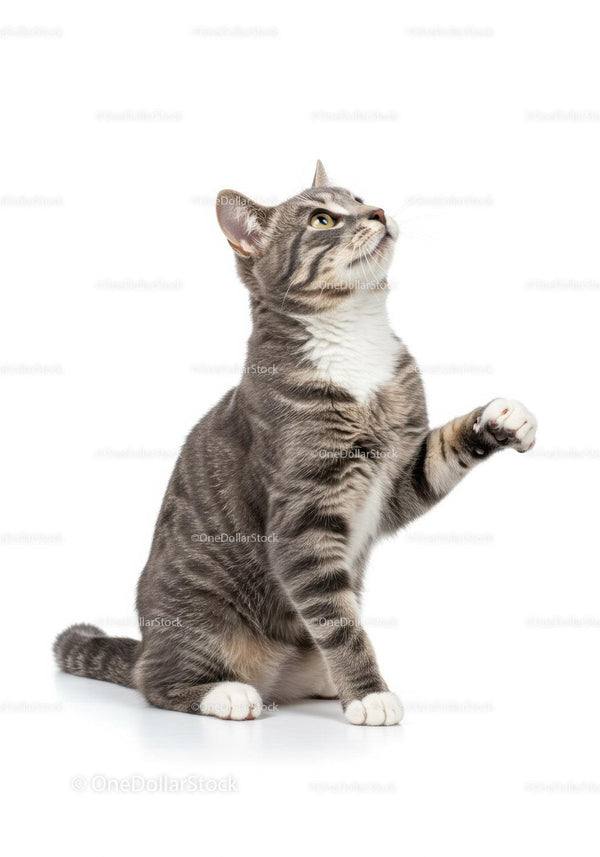 Curious tabby cat raising paw on white background