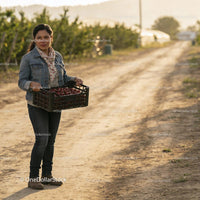 Woman carrying freshly picked cherries outdoors in orchard