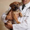 Veterinarian Cradling Young Puppy with Care and Compassion