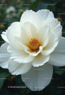 Elegant White Camellia Flower in Bloom with Soft Petals