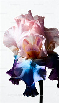 Delicate pink and blue iris flower in soft natural light
