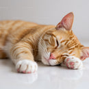 Peaceful Orange Tabby Cat Sleeping on White Surface