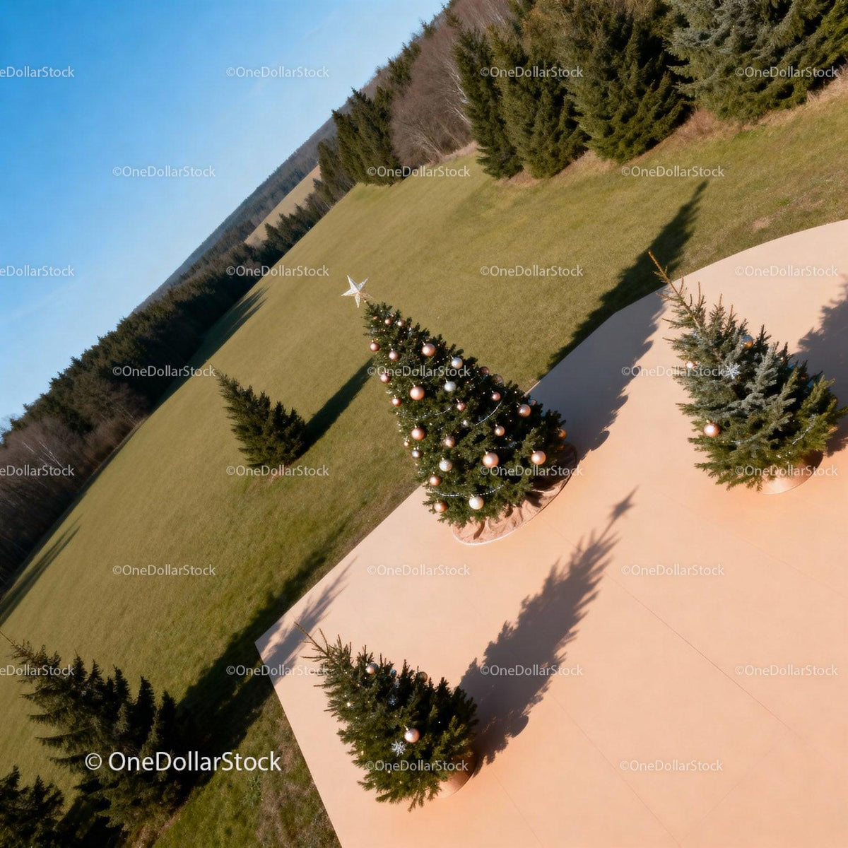 Decorated Christmas Trees on Patio Surrounded by Lawn