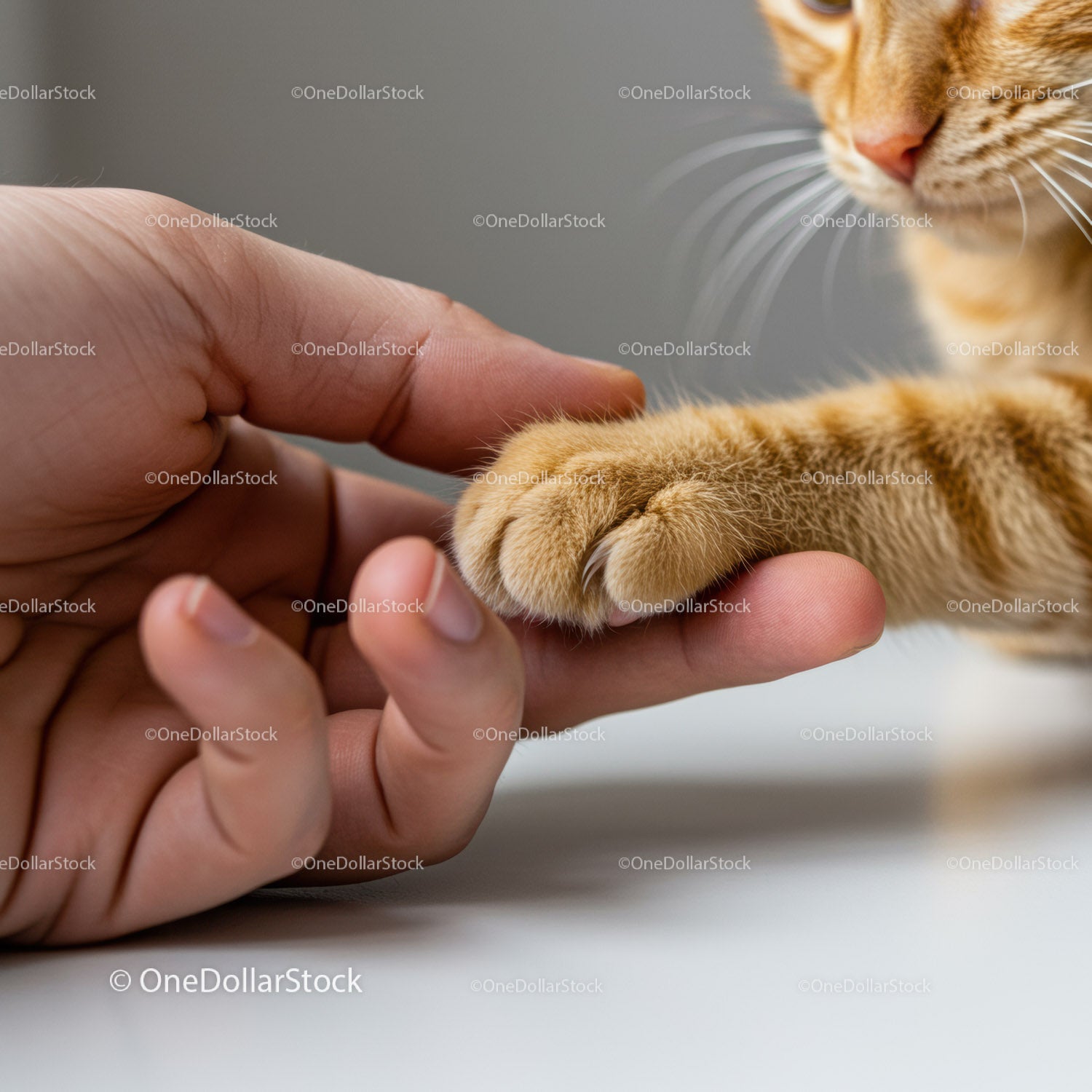 Human hand gently holding orange cat paw