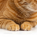 Close up of ginger cat paws with soft fur and whiskers