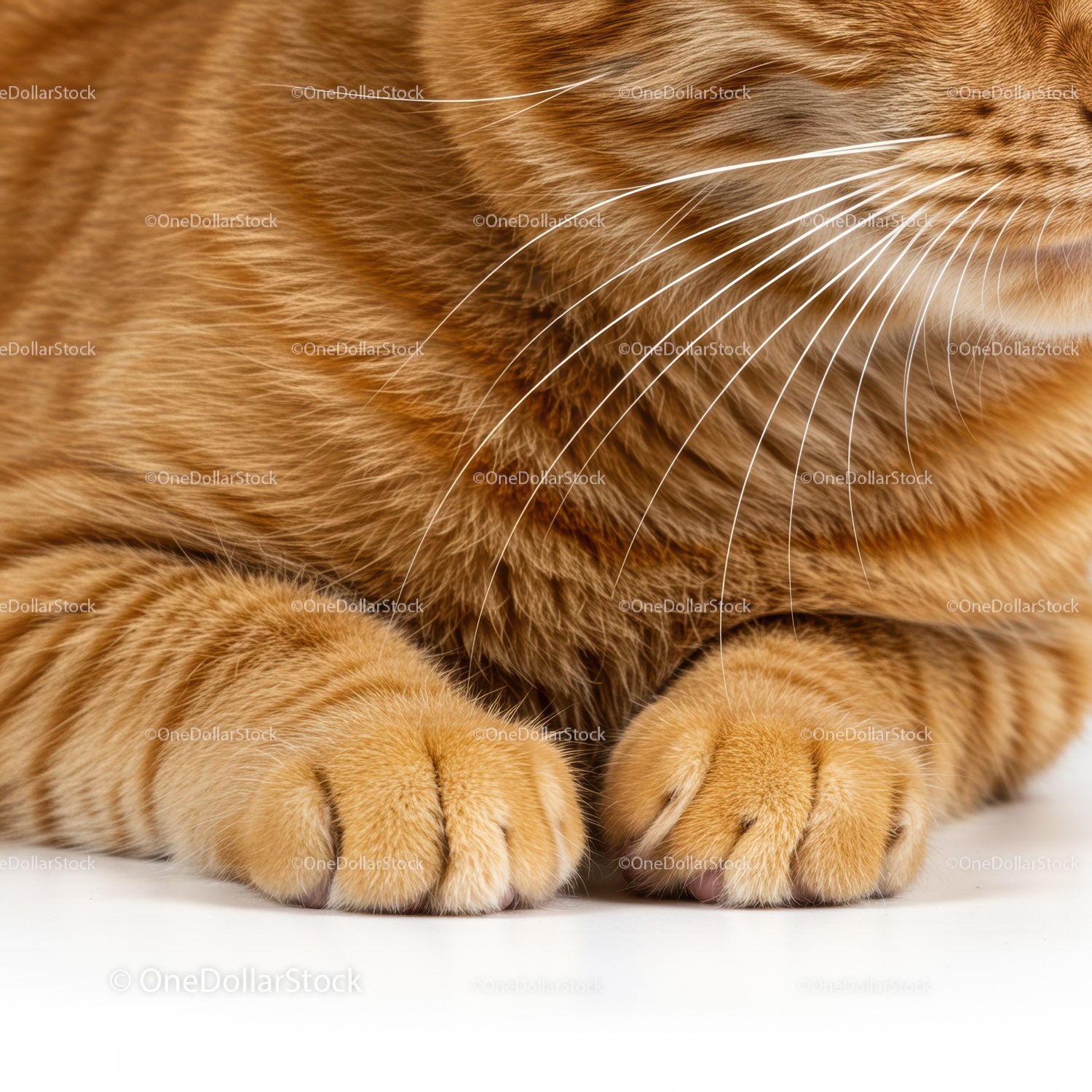 Close up of ginger cat paws with soft fur and whiskers