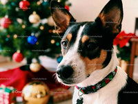 Alert Basenji Dog Wearing Festive Collar Near Christmas Tree