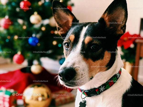 Czujny pies Basenji w świątecznej obroży przy choince