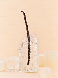 Vanilla Bean Embedded in Clear Ice Cube Close Up