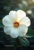 Elegant White Peony Bloom with Vibrant Orange Stamens
