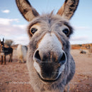 Close-Up of Curious Donkey in Rural Landscape
