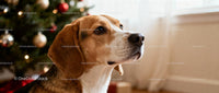 Curious Beagle Dog Sitting by Christmas Tree