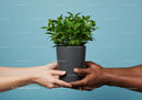 Hands of diverse people exchanging green potted plant