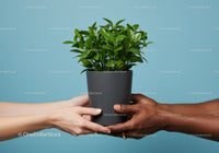 Hands of diverse people exchanging green potted plant