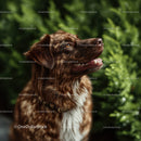 Happy Brown Retriever Dog in Lush Green Outdoors