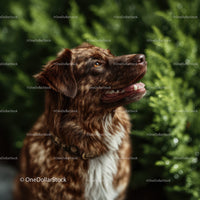 Happy Brown Retriever Dog in Lush Green Outdoors