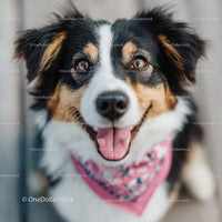 Happy Australian Shepherd Dog Close-up with Playful Expression